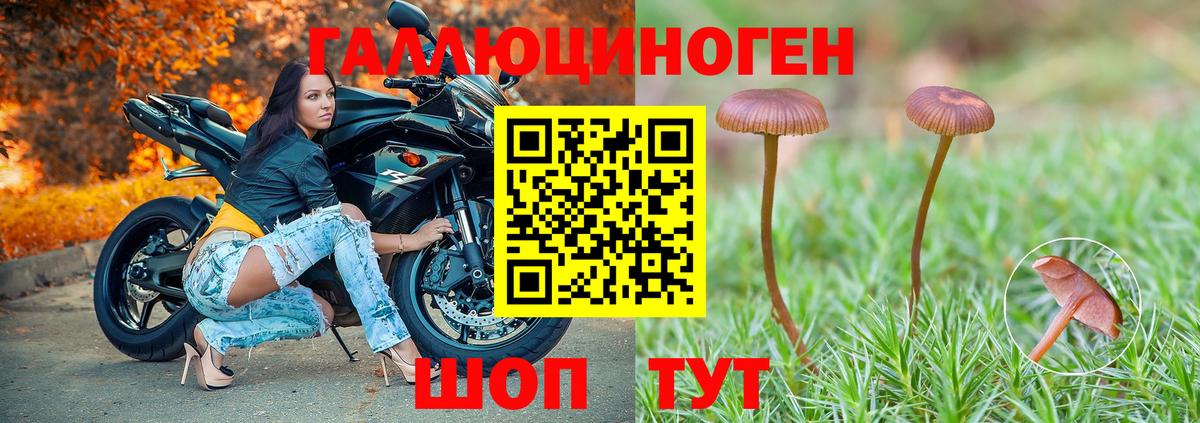 Чернушка  Псилоцибиновые грибы Cubensis  Вход с VPN 